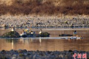 大悟歙县完成安徽首个县域生物多样性调查 共记录物种近4千种